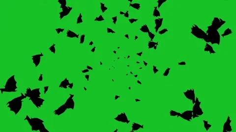 Scary bats motion graphics with green screen background Stock Footage 343661551