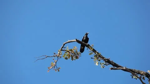 Scary Black Crow Sitting Empty Tree Branch Halloween Horror Symbol Raven Rook Stock Footage 8955601