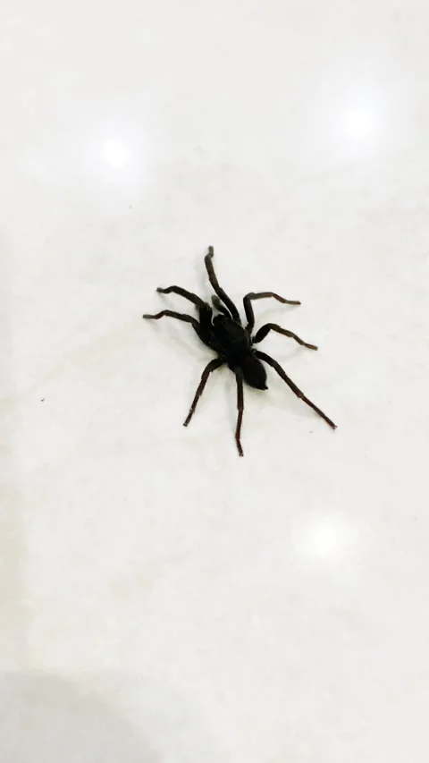 Scary black spider close up Video stock 286393266