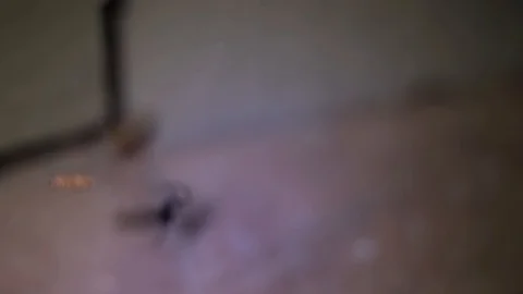 A scary Black Widow spider spinning its web at night Stock Footage 129381062