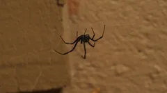 Move over, black widow — there's a new spider in town