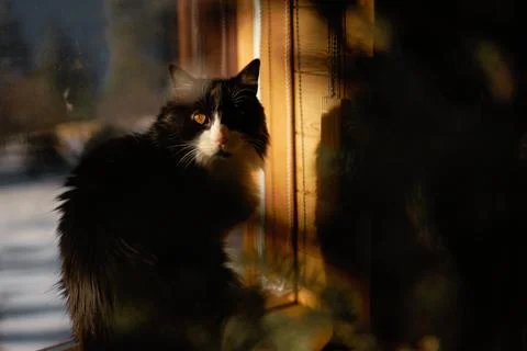 Scary Cat 2 Stock Photos