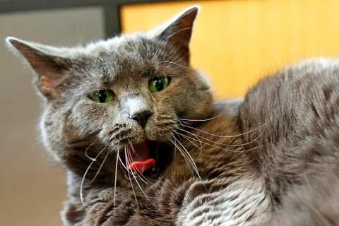 Scary Cat Stock Photos