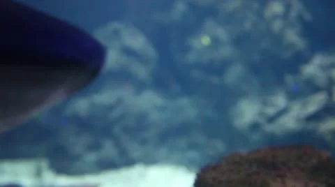 Scary close up of huge shark Stock Footage 8947237