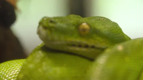 Scary Coiled Green tree python (Morelia viridis) found in Indonesia, Papua Vídeos de archivo 260212288