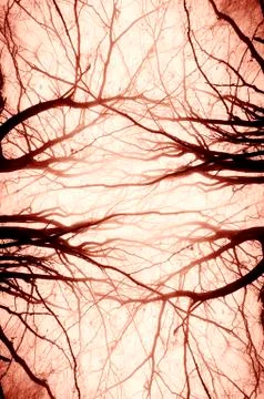 Scary creative abstract symmetrical tree branches background Stock Photos