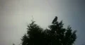 Scary crow. HD Footage