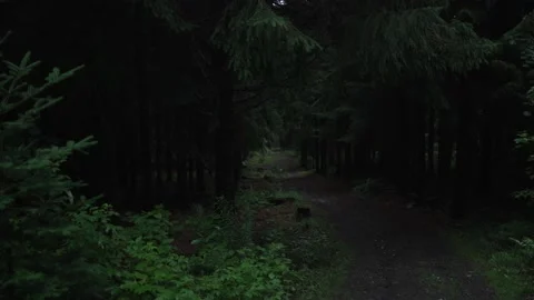 Scary Dark Forest Path Establishing Shot Stockbeeldmateriaal 157739701