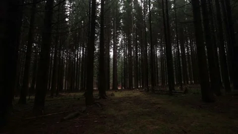 Scary deep and drark forest. Horizontal ... | Stock Video | Pond5