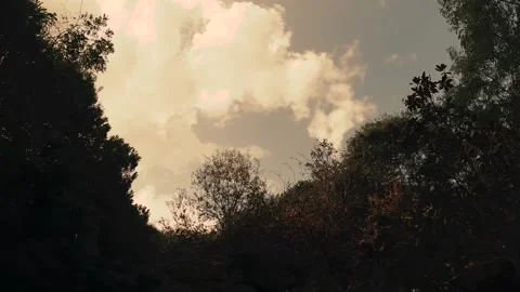Scary Dramatic Trees Sky Clouds Stock Footage 260382379