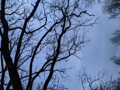 Scary dry tree branches on a background of blue sky Fotos Stock