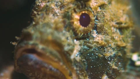 Scary Eye of a Scorpionfish Stock Footage 148075565
