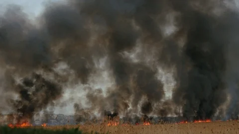 Scary fire on the dried river. Black smoke overlapse the sky. Reed burning.  4k Stock Footage 105015679