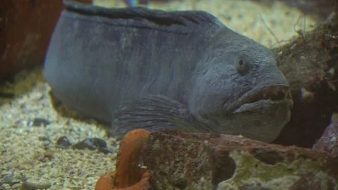 Scary fish Stock Footage 99499126