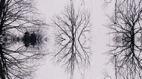 Scary forest, dark trees reflecting in water on a foggy day. Stock Footage 148480318