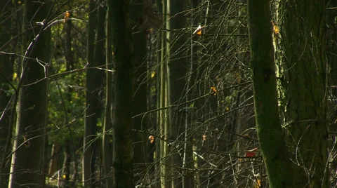 Scary forest tree's branches Stock Footage 32258311