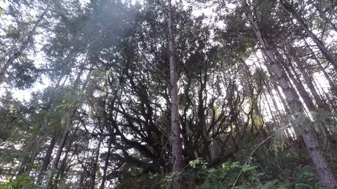 Scary Forest Trees Stock Footage 87106059