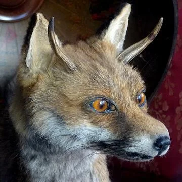 Scary Fox With Horns Stock Photos