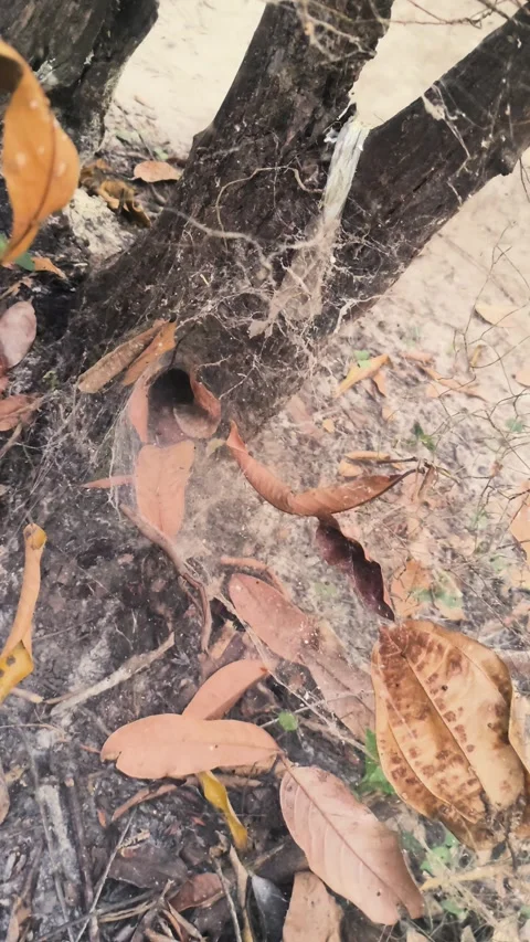 A scary funnel-web spider's silk nest burrow in the forest floor. Stock Footage 312898204