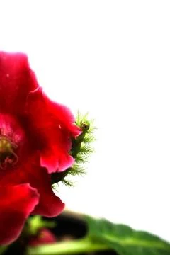 Scary Green Caterpillar Stock Photos