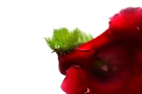 Scary Green Caterpillar Stock Photos