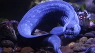 Scary Human Face Eel At Toronto Aquarium Stock Footage