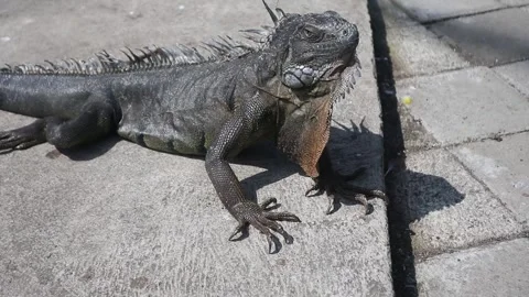 A scary iguana head with a dinosaur-like expression Stock Footage 312718669