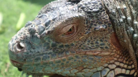 A scary iguana head with a dinosaur-like expression Stock Footage 312718704
