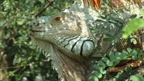 A scary iguana head with a dinosaur-like expression Stock Footage 312718720