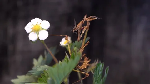 A Scary Insect Is Devouring A Prey Caught In His Claws, Macro Shot Stock Footage 157417708