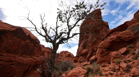 Scary Juniper Tree at Red Rocks Wilderness Area Near Las Vegas, Nevada Stock Footage 35371284