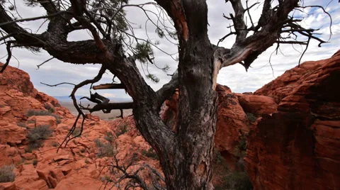 Scary Juniper Tree at Red Rocks Wilderness Area Near Las Vegas, Nevada Stock Footage 35376763