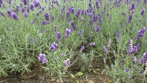 Scary lavender circle Stock Footage