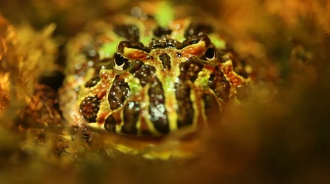 Scary Looking Bullfrog With Glaring Eyes Stock Footage