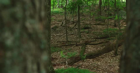Scary looking in the forest hide behind trees shaking Stock Footage 130969305