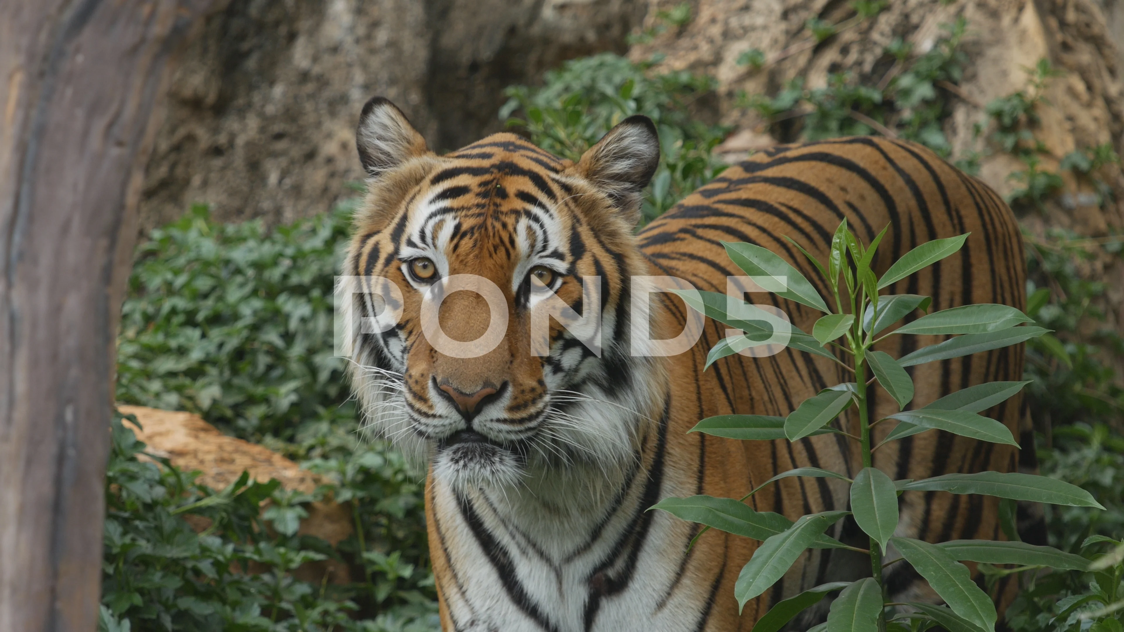 Video Scary Looking Male Royal Bengal Tiger Staring Towards Of