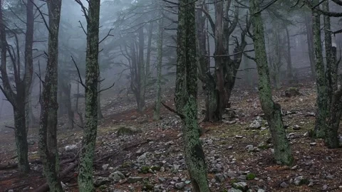 Scary misty forest with old tree trunks Vídeo Stock 258890378