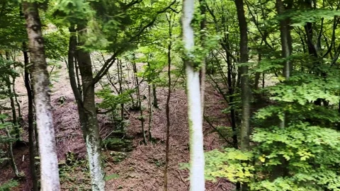 Scary Mountain Forest with Sunlight Stockbeeldmateriaal 292980669