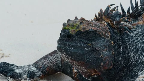 Scary muzzle of a huge reptile with spines on the neck. Close up portrait of Stock Footage 334810560