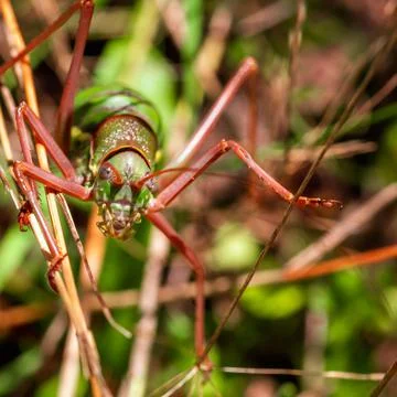 Scary muzzle of a large green grasshopper Stock Photos