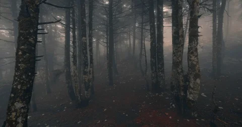 Scary mystical dark foggy autumn/winter forest in motion Stock Footage