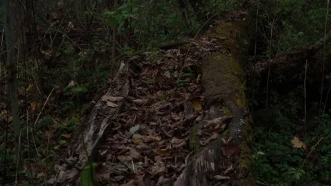 Scary mystical forest with fallen trees. it's getting dark in the woods Stock Footage 144045559