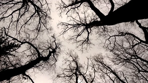 Scary Mystical Trees in Creepy Wood - Black and White Stock Footage