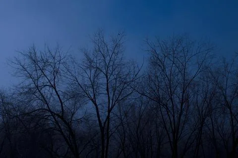 Scary night forest of leafless trees. Stock Photos