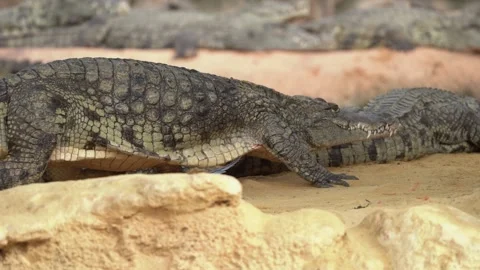 Crocodile in breeding pen and walking ar, Stock Video