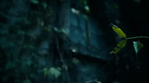 Scary old overgrown window in an old abandoned house. Halloween background Stock Footage 55536000