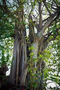 Scary old tree. Stock Photos