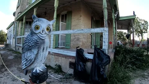 Scary Owl Video stock 143010236