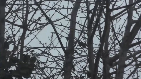 Scary rapidly-moving disoriented POV shot of bare branches Stock Footage 92575260
