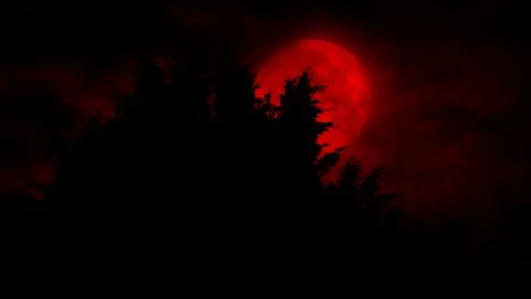 Scary Red Moon Rises Behind The Trees Stock Footage